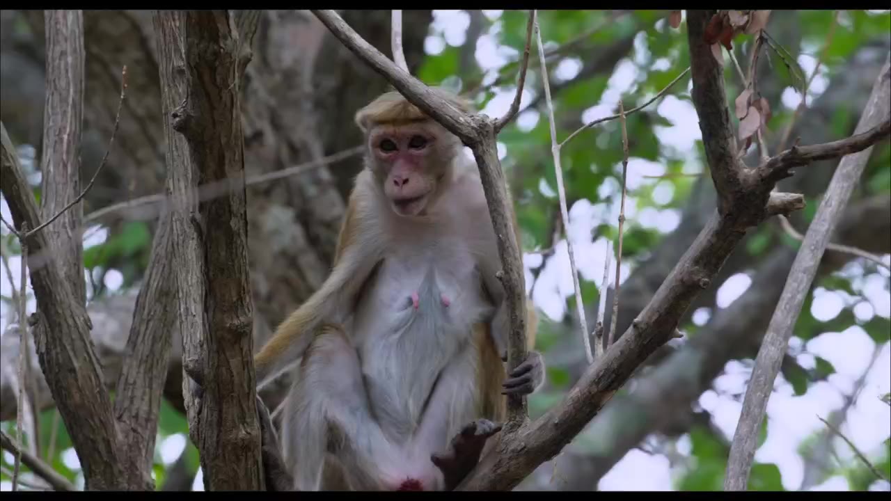 Vương Quốc Loài Khỉ - cảnh 1