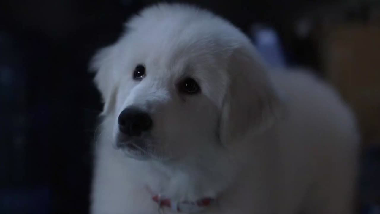 The Search for Santa Paws tập 1 cảnh 2