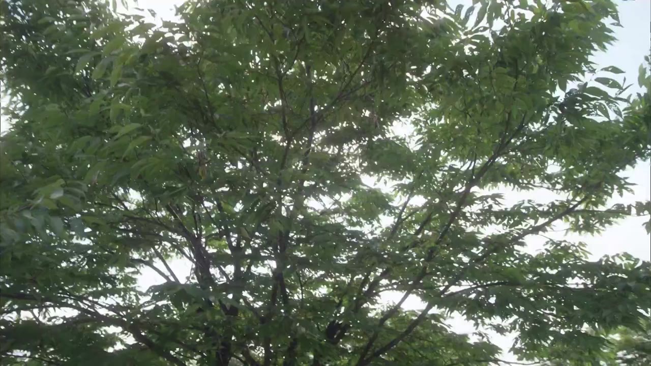 Làm Vợ Anh Nhé tập 47 cảnh 3