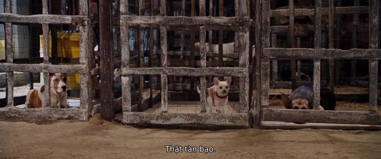 Những Chú Chó Chihuahua tập 1