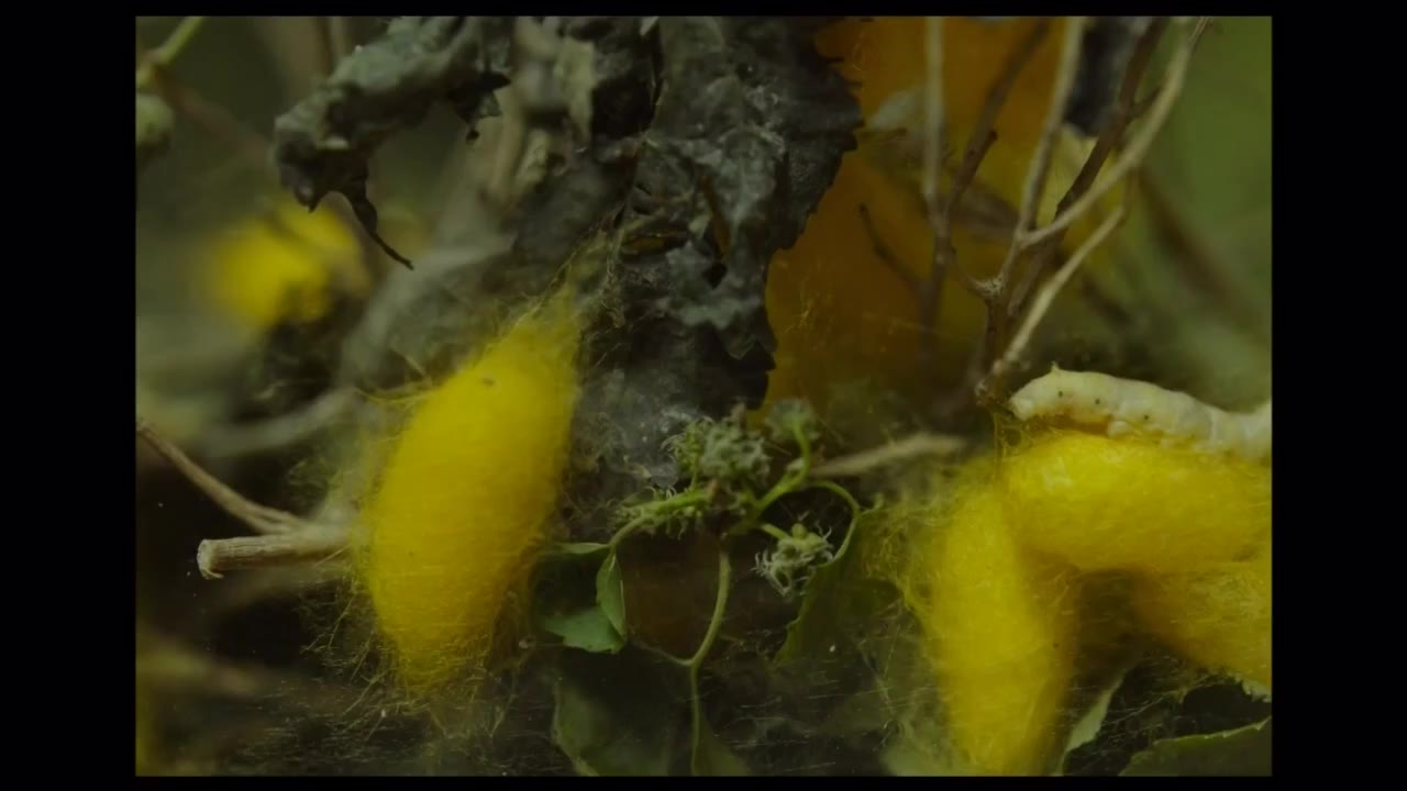 Vợ Ba (2019) tập 1