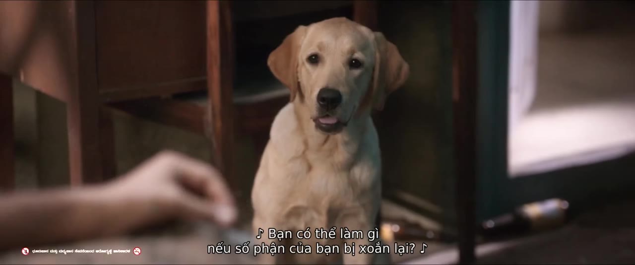 Chú Chó Charlie tập 1