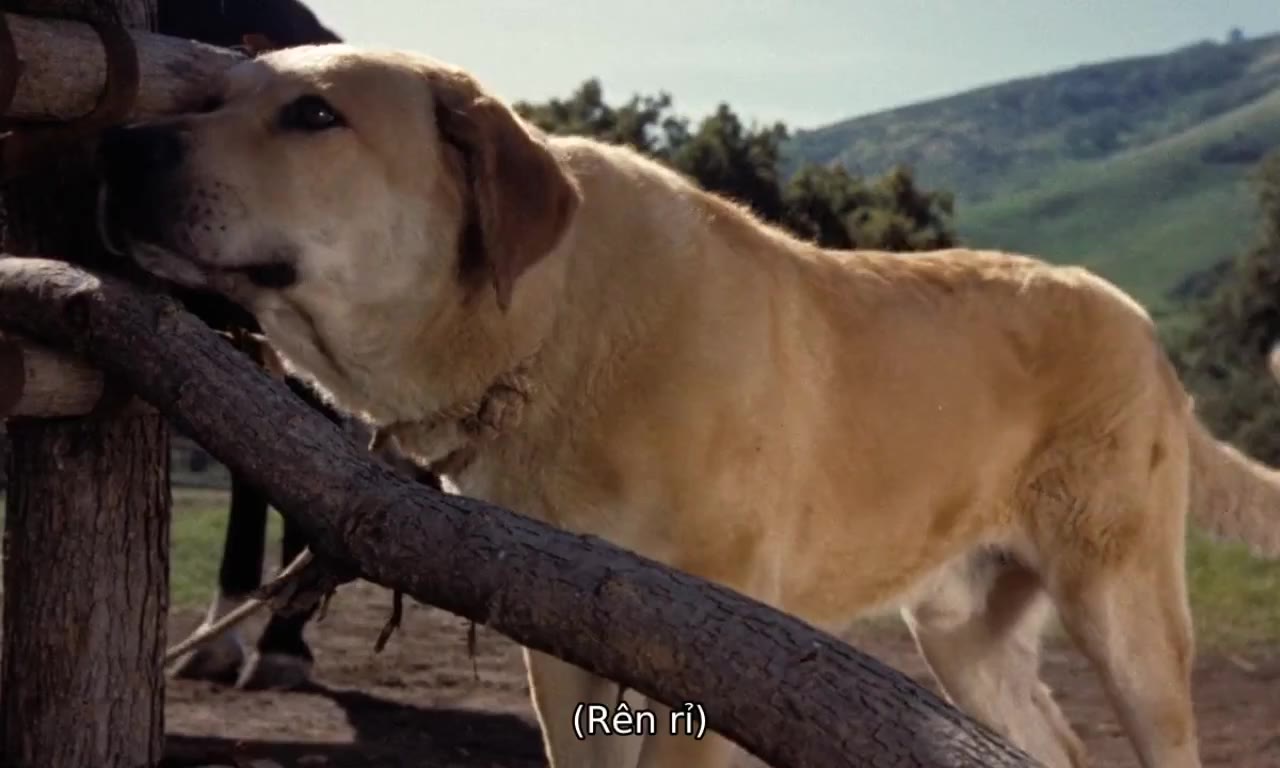 Old Yeller tập 1 cảnh 2