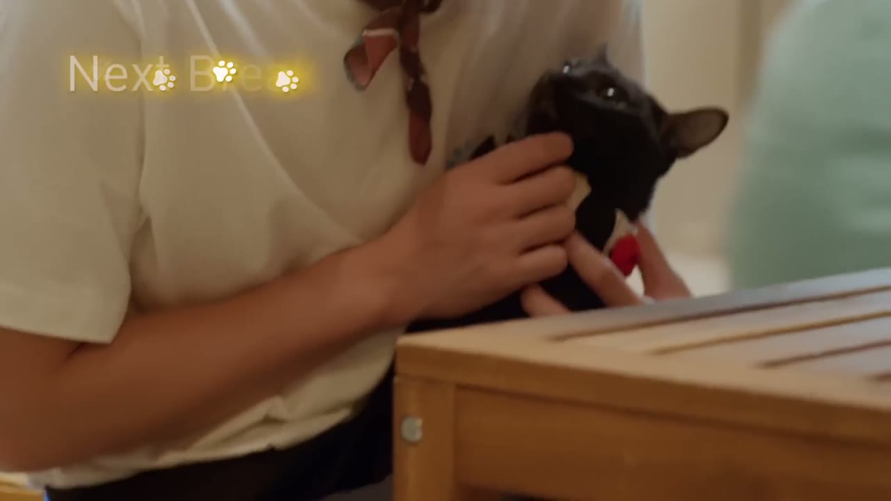 Đổi Tình Lấy Mèo tập 3