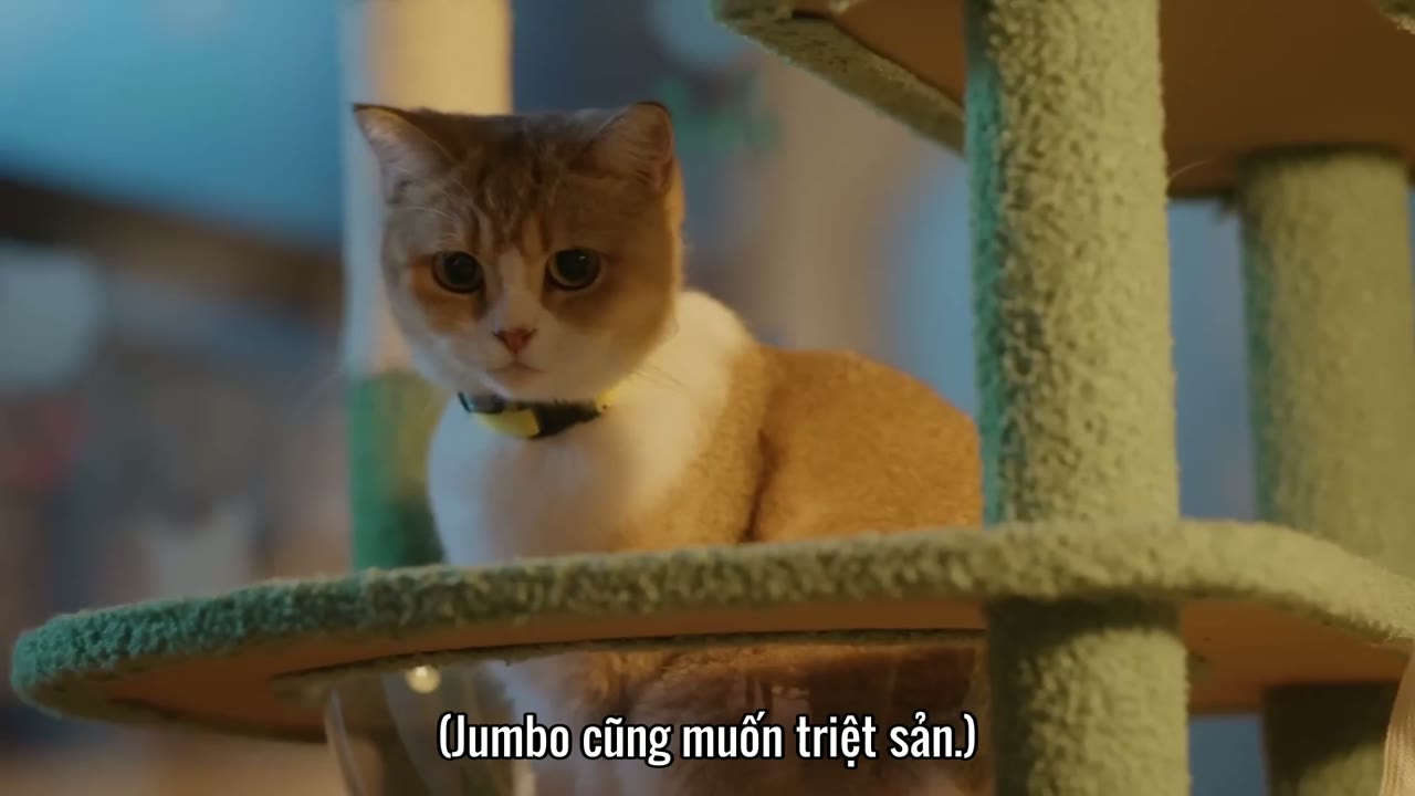 Đổi Tình Lấy Mèo tập 3 cảnh 2