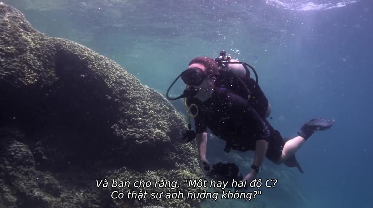 Đi tìm san hô tập 1
