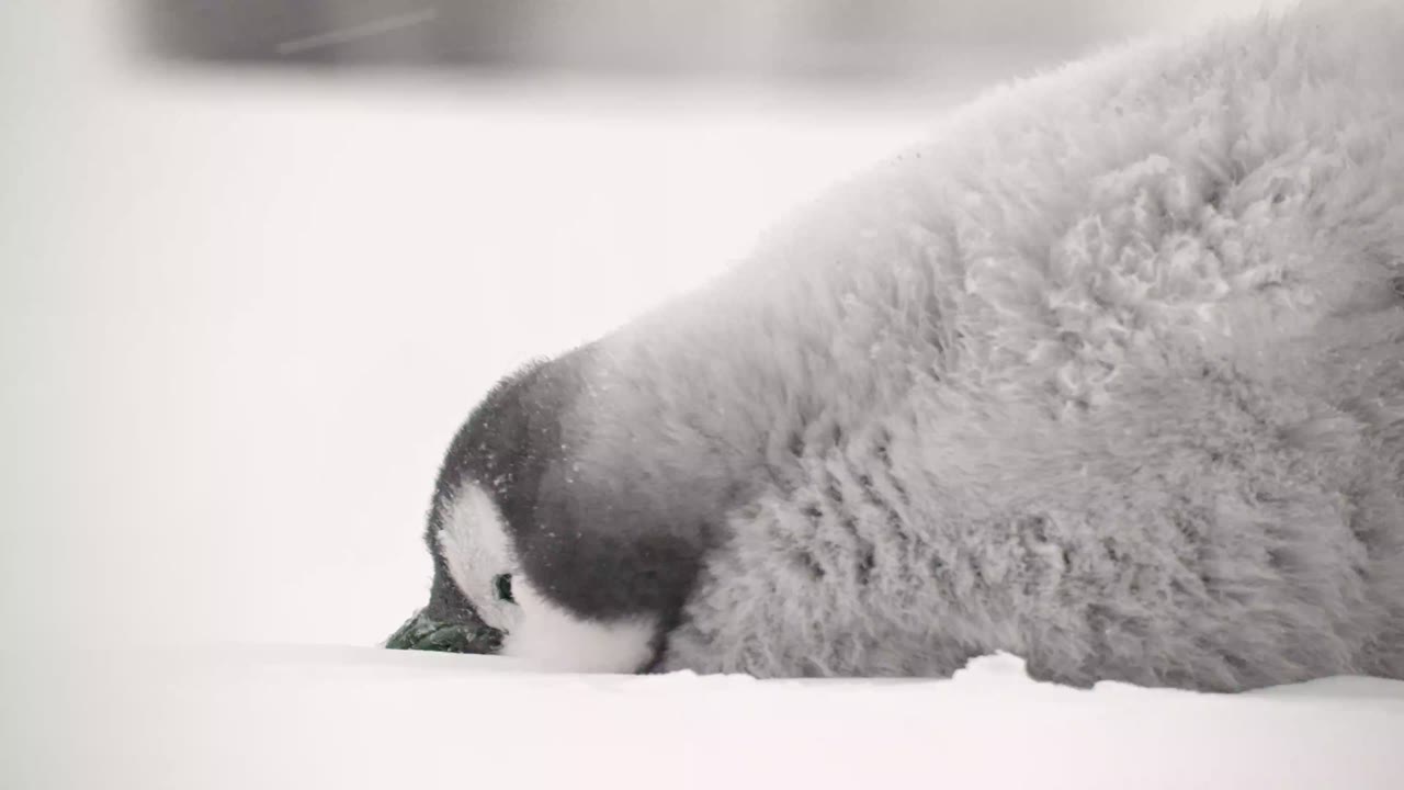 Secrets of the Penguins - cảnh 1