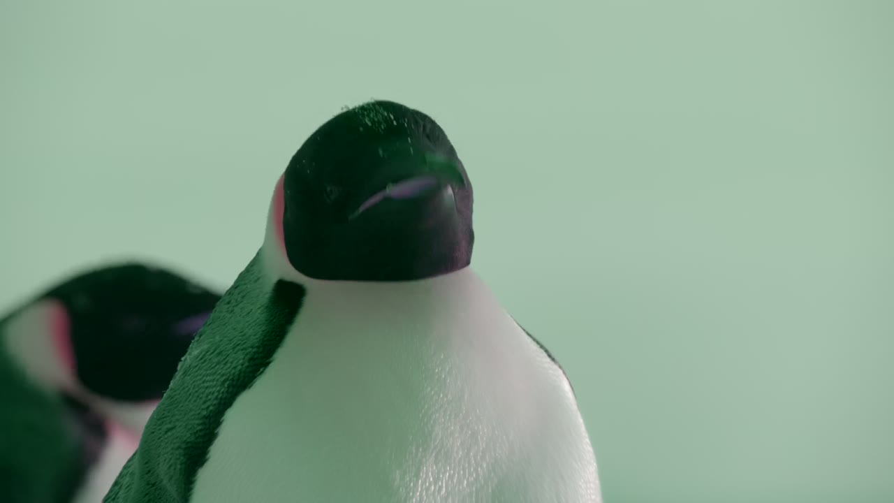 Secrets of the Penguins - cảnh 2