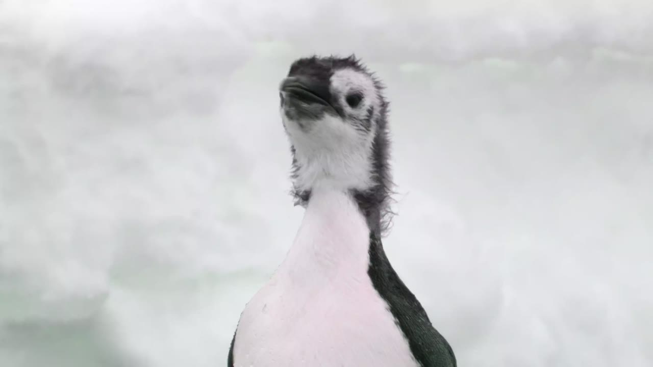 Secrets of the Penguins - cảnh 3
