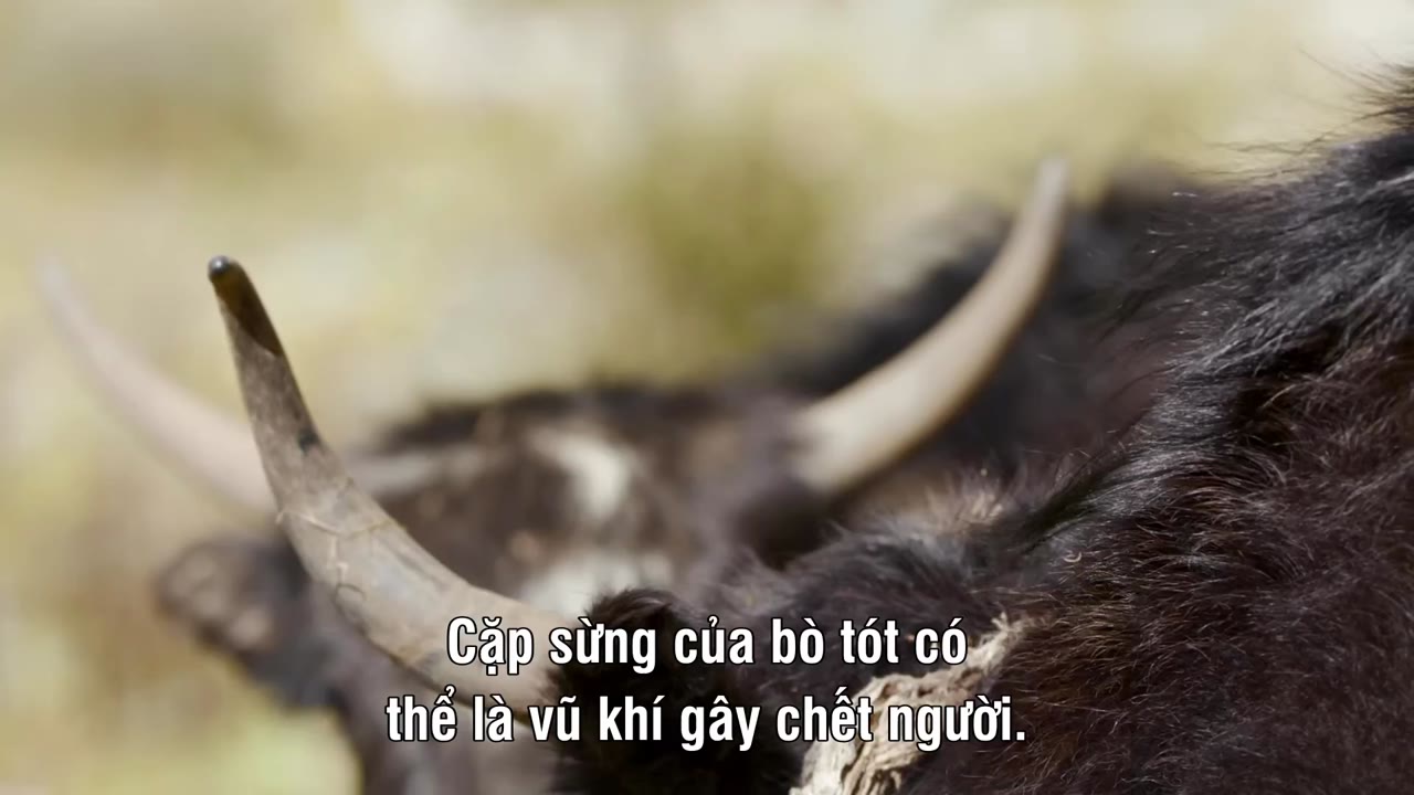 Survival Of The Snow Leopard - cảnh 1