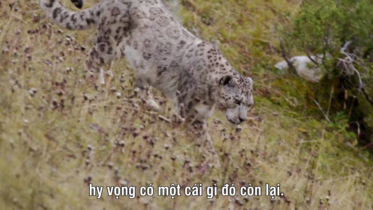 Survival Of The Snow Leopard - cảnh 2