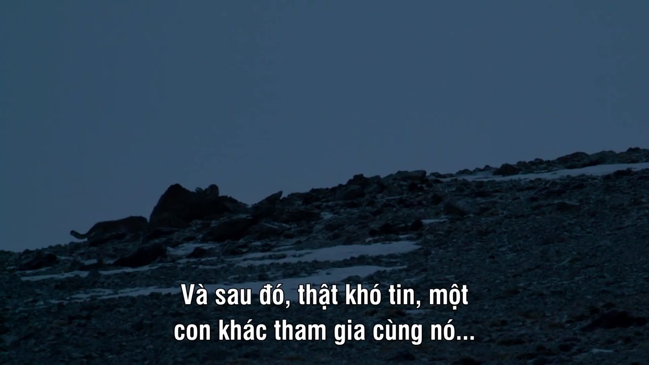 Survival Of The Snow Leopard - cảnh 3