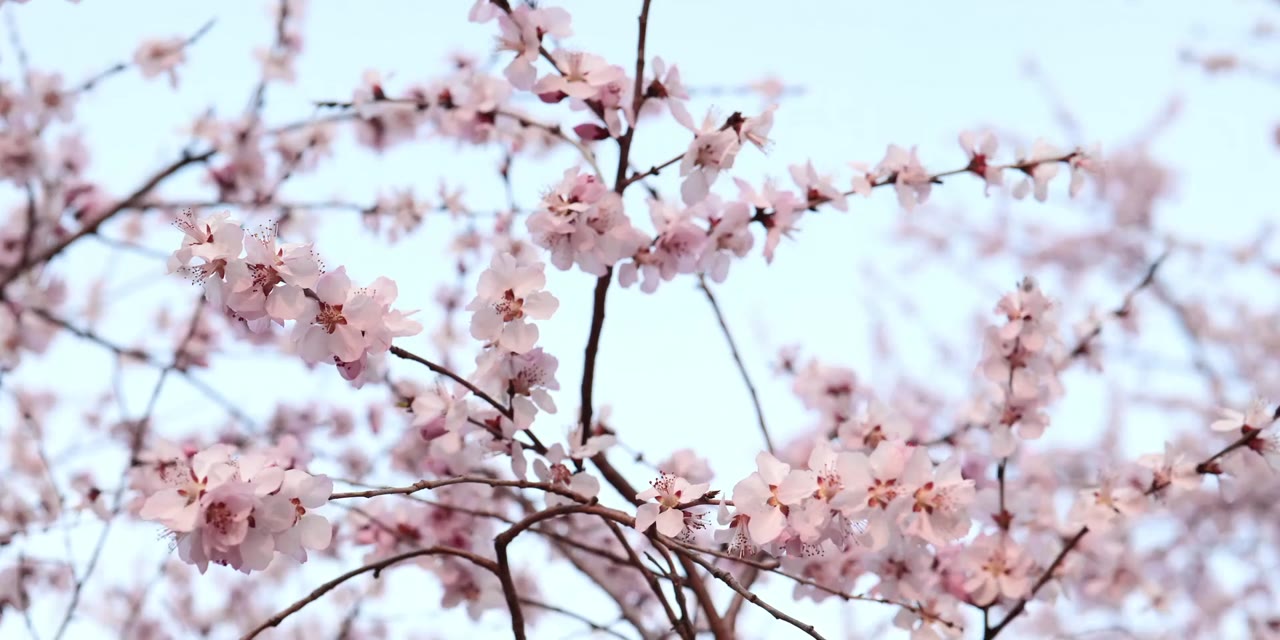 Tuế Tuế Hiểu Lòng Tôi tập 20