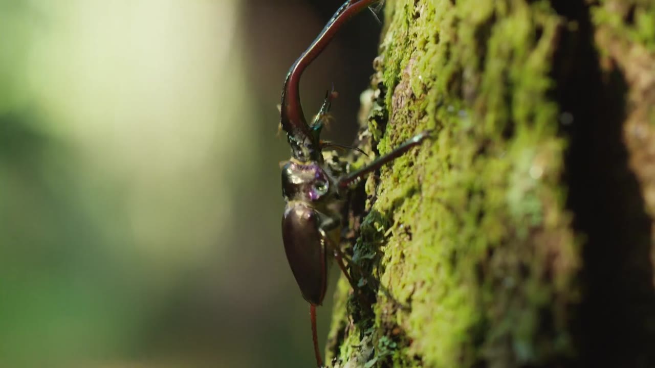 The Wild Andes - cảnh 1