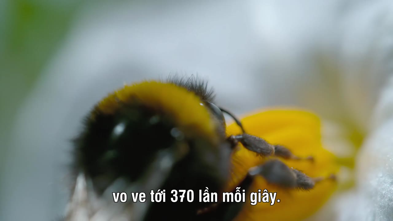 David Attenborough: Thế giới bí mật của âm thanh - cảnh 1