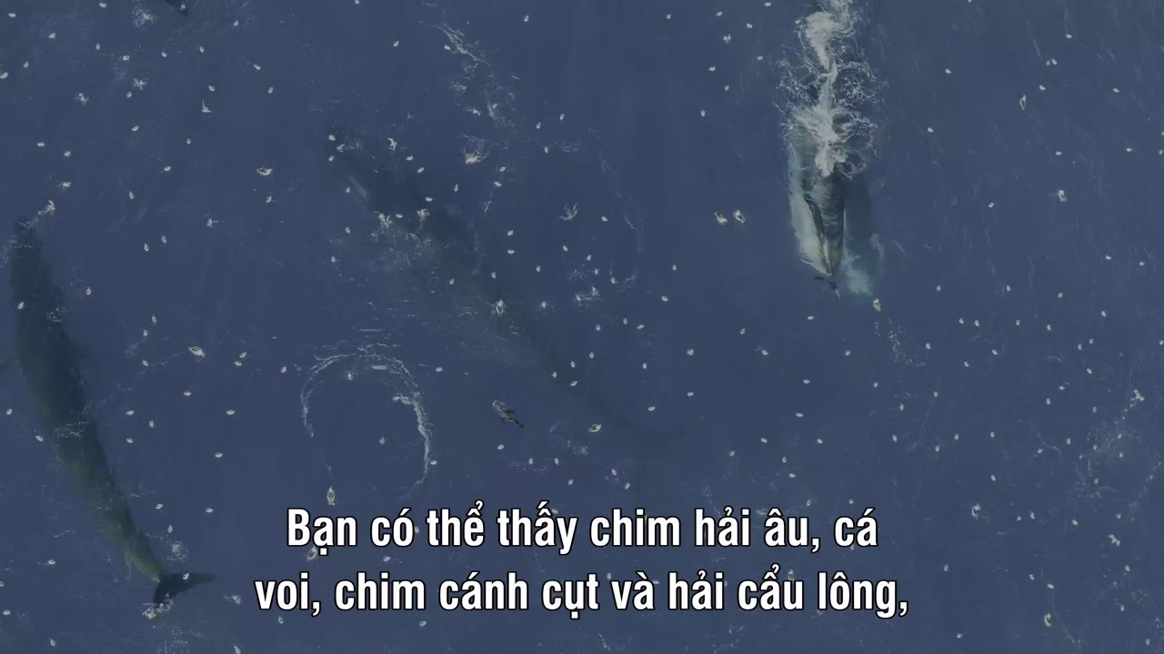 Những Cuộc Phiêu Lưu Hùng Tráng Cùng Bertie Gregory - cảnh 3