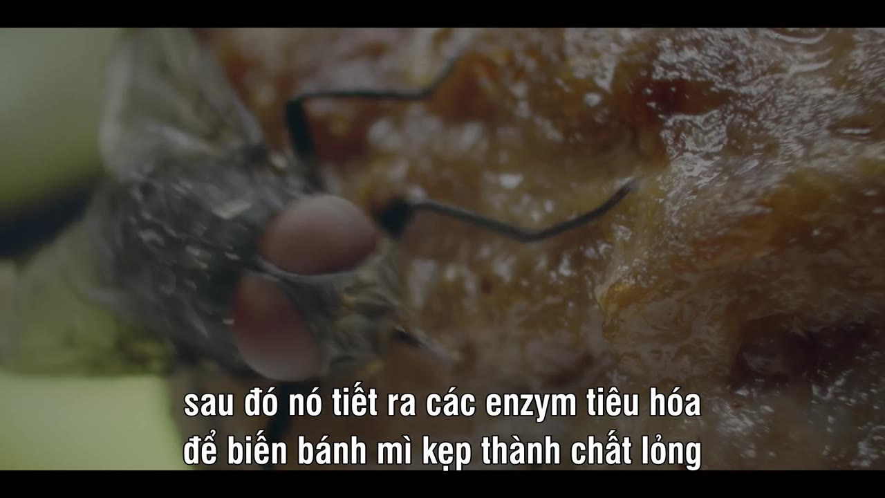 A Real Bug’s Life - cảnh 2