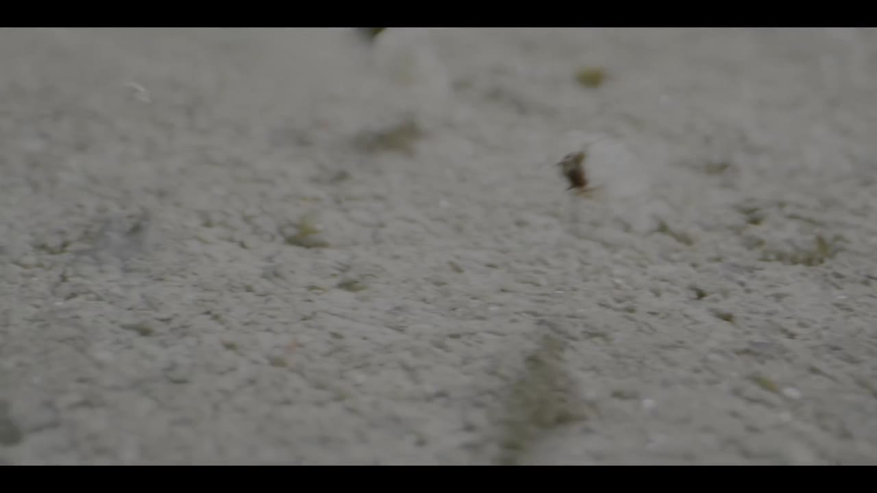 A Real Bug’s Life - cảnh 3