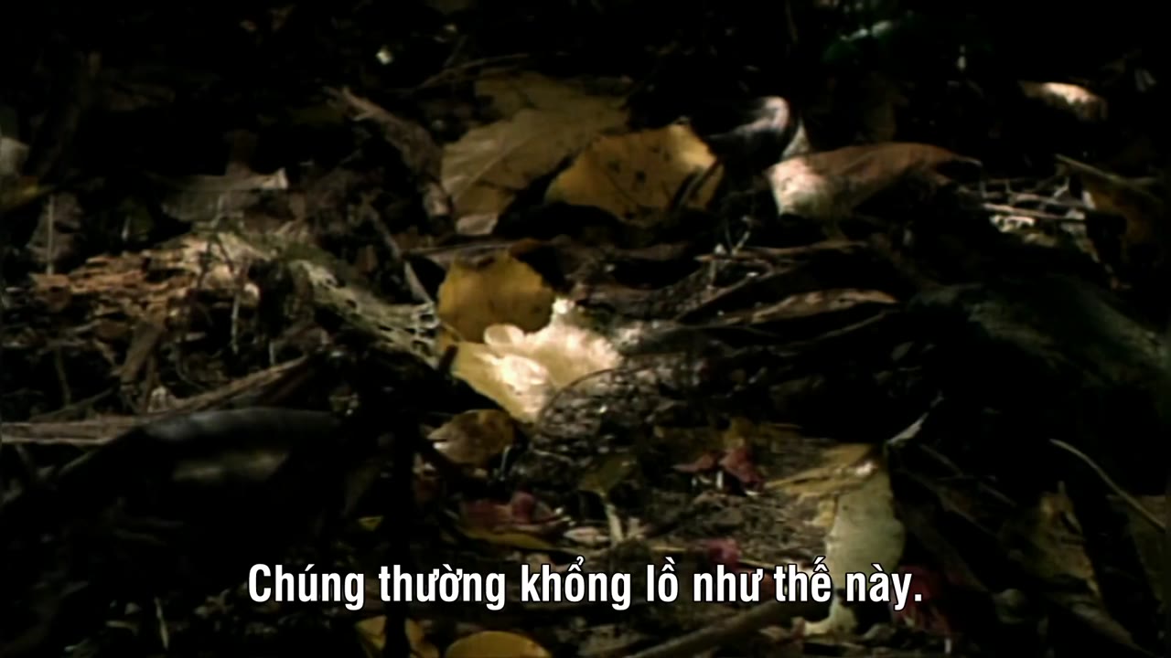 Thế Giới Côn Trùng Khổng Lồ và Nguy Hiểm - cảnh 1