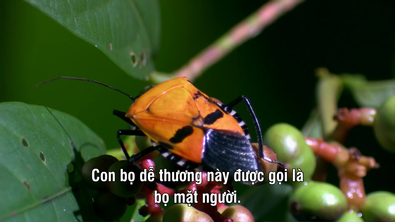 Thế Giới Côn Trùng Khổng Lồ và Nguy Hiểm - cảnh 2