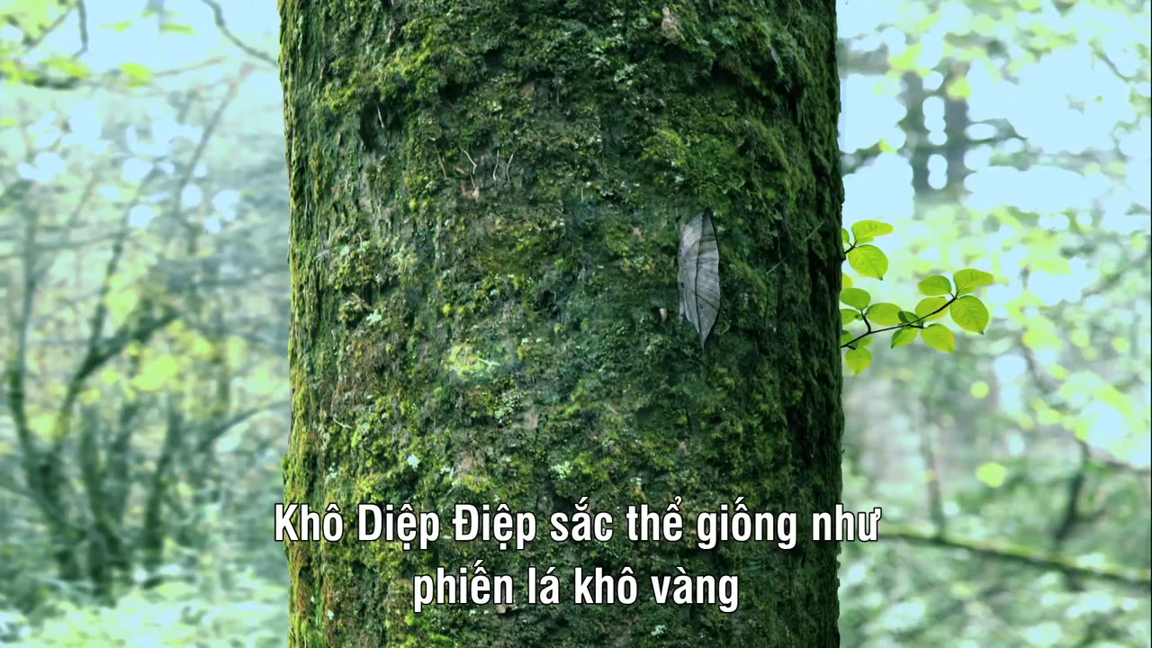 Nga My Sơn - cảnh 2