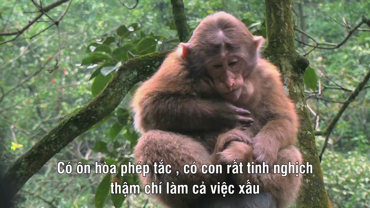 Nga My Sơn - cảnh 3