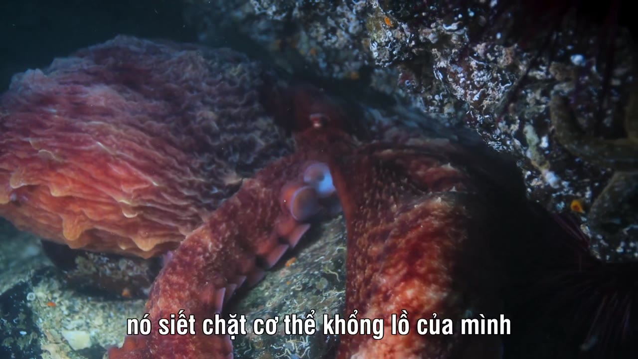 Big Beasts - cảnh 2
