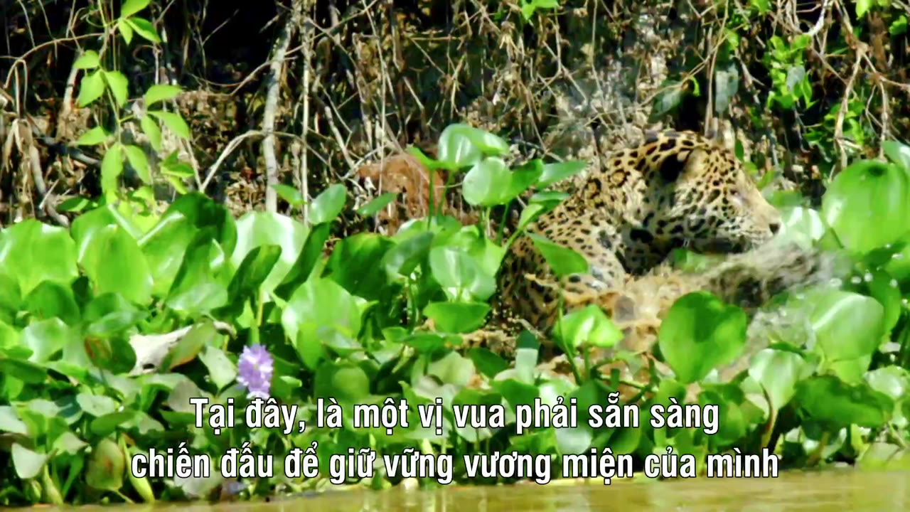 Jaguarland - cảnh 1