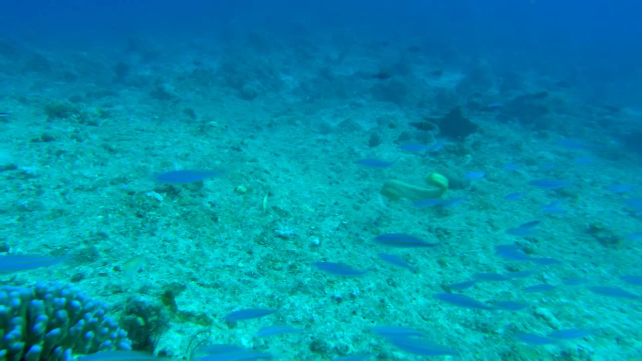 OceanWorld 3D - cảnh 2