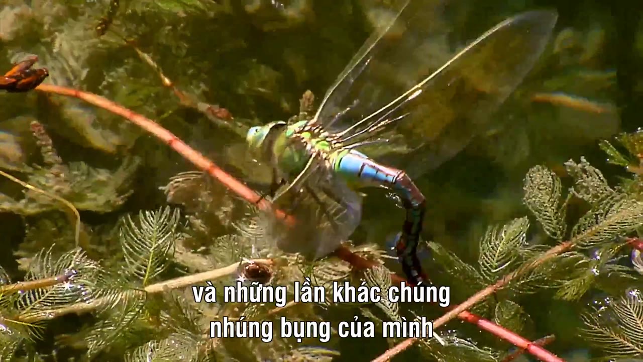 Sky Hunters – The World of Dragonfly - cảnh 2