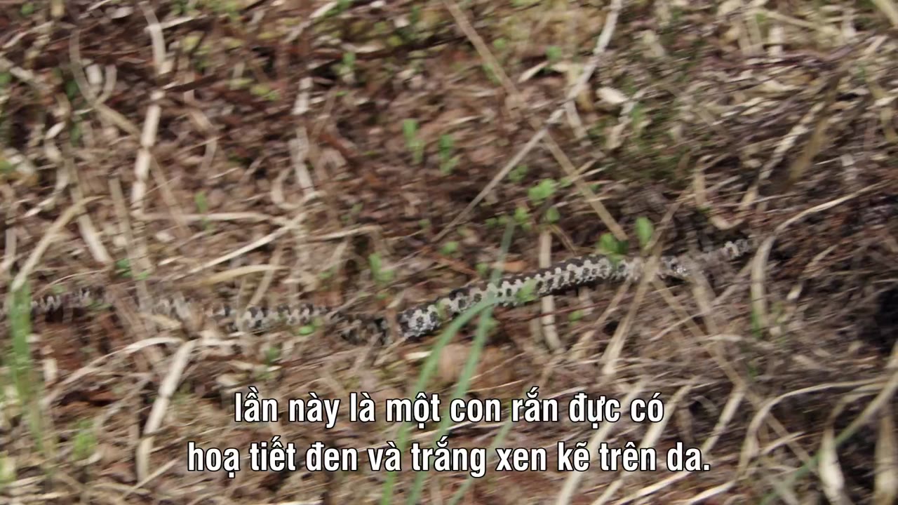 Magie der Moore - cảnh 1