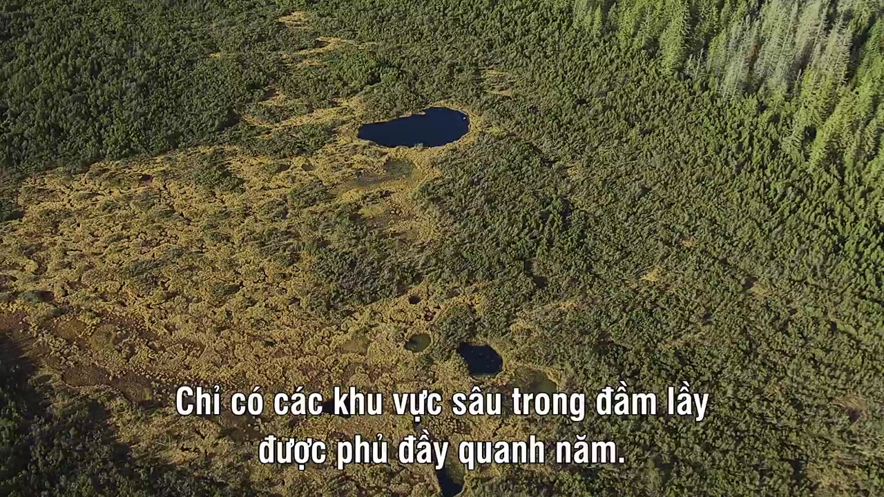 Magie der Moore - cảnh 2