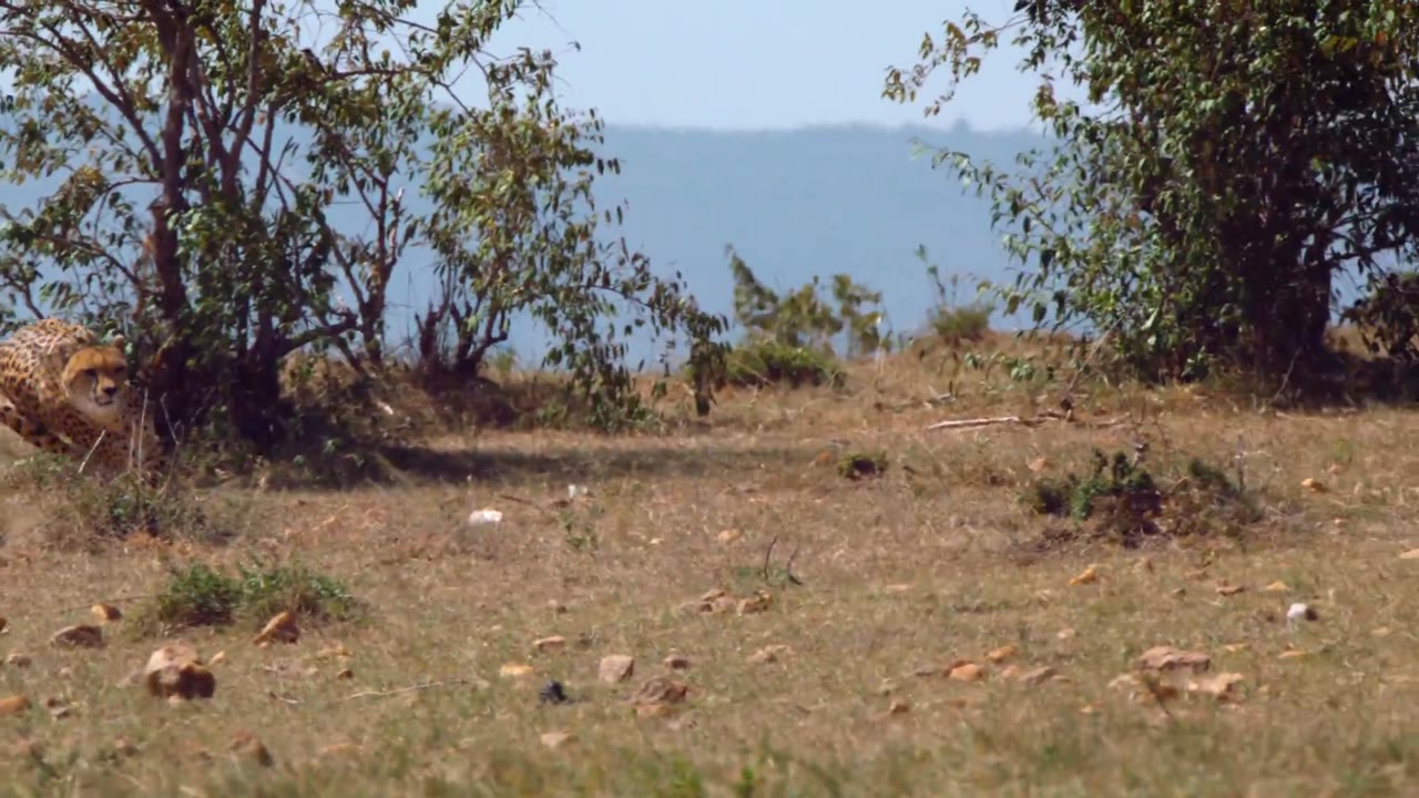 Săn Mồi - cảnh 3
