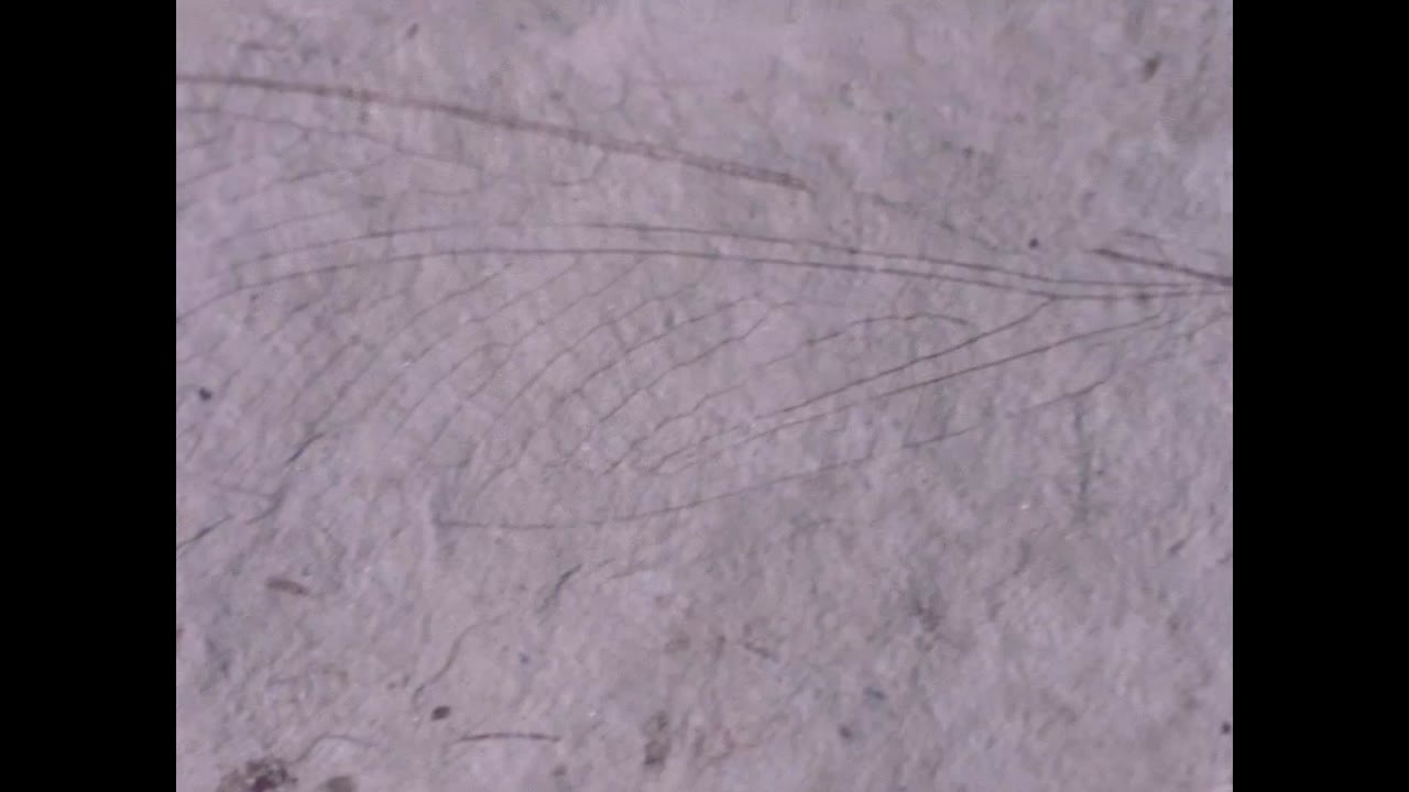 Life on Earth - cảnh 1
