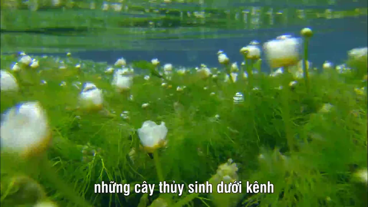 SATOYAMA: Khu Vườn Thủy Sinh Tuyệt Vời - cảnh 1