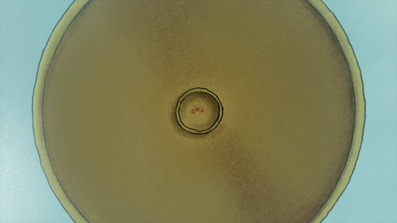 Người Dơi Nhí - cảnh 3