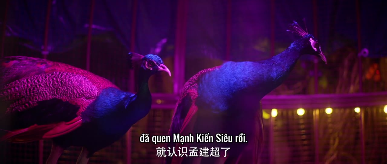 Vô Gian Tội tập 23