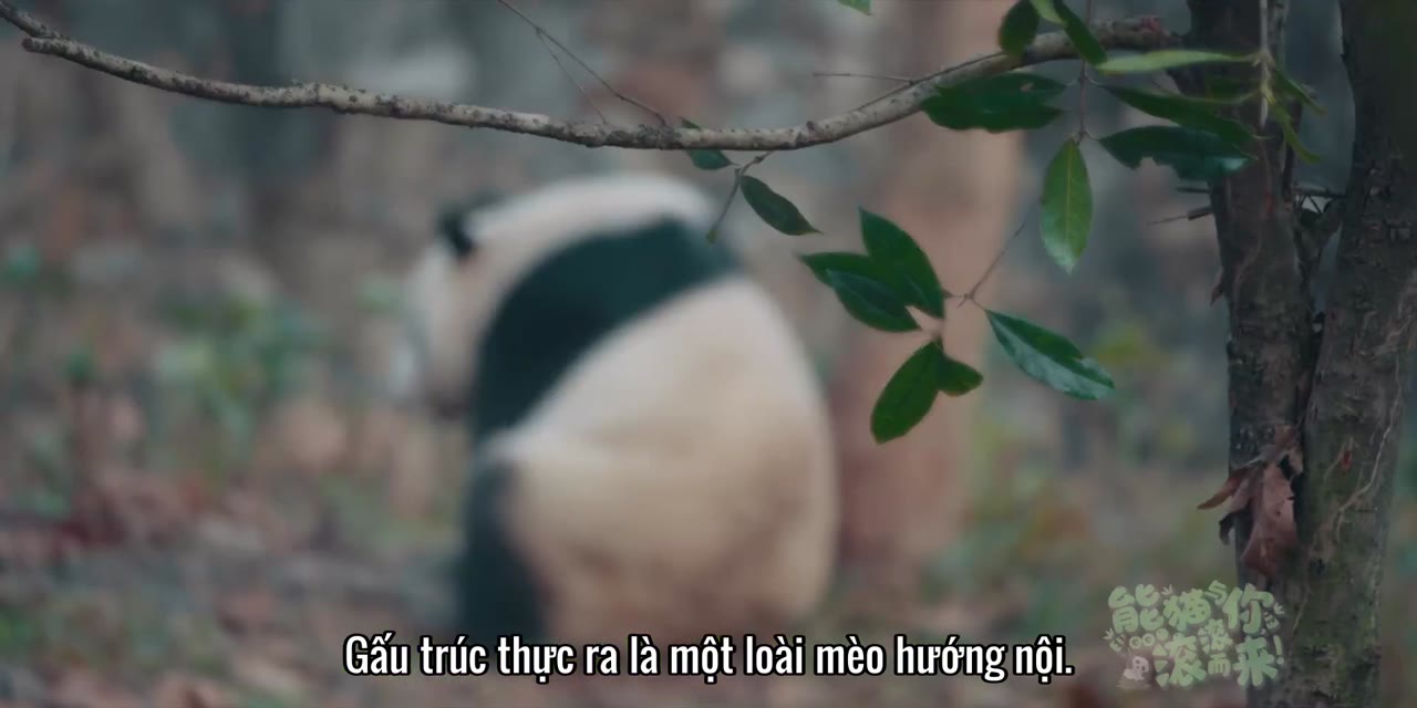Gấu Trúc Và Bạn, Lăn Đến Đây! tập 7 cảnh 3