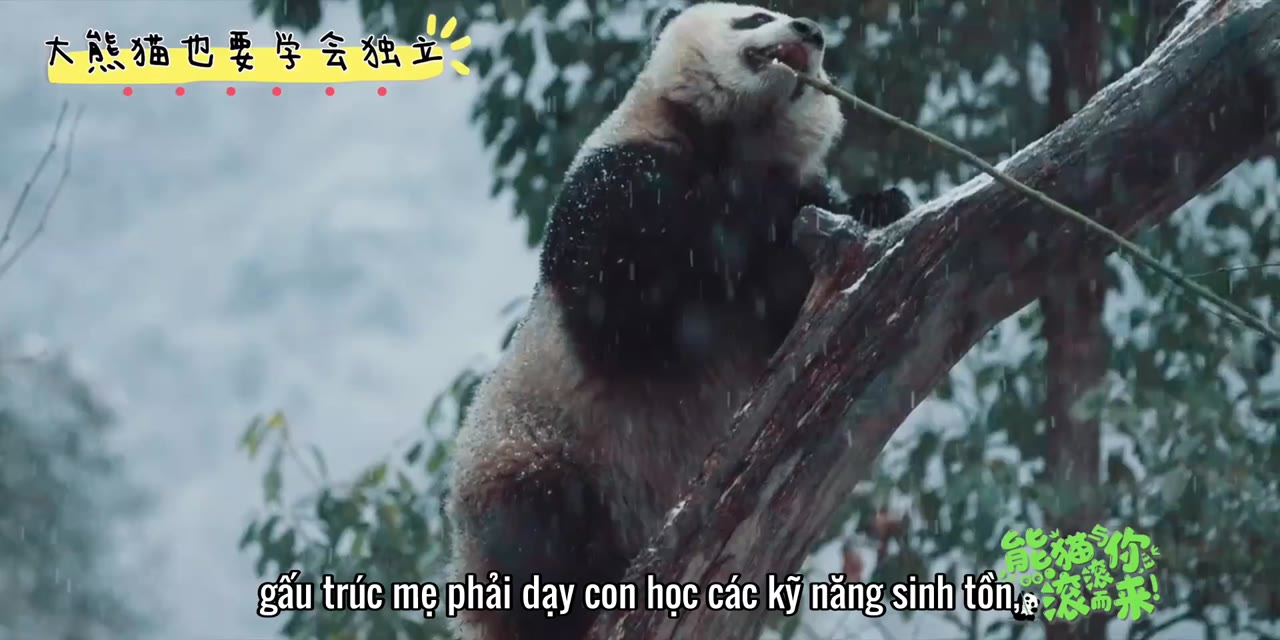 Gấu Trúc Và Bạn, Lăn Đến Đây! tập 12 cảnh 3