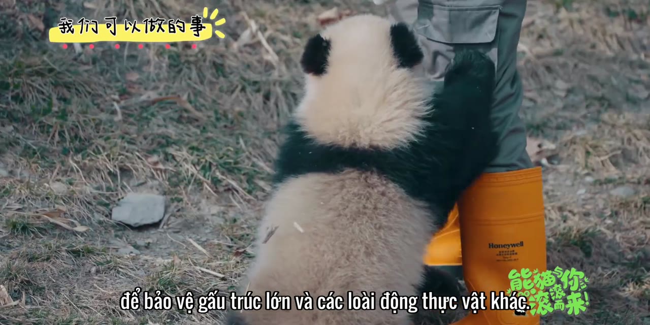 Gấu Trúc Và Bạn, Lăn Đến Đây! tập 18 cảnh 3