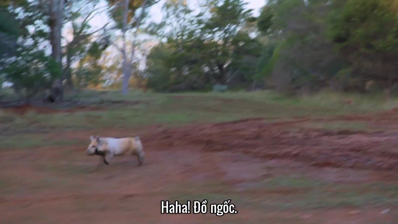 Son of a Donkey tập 3