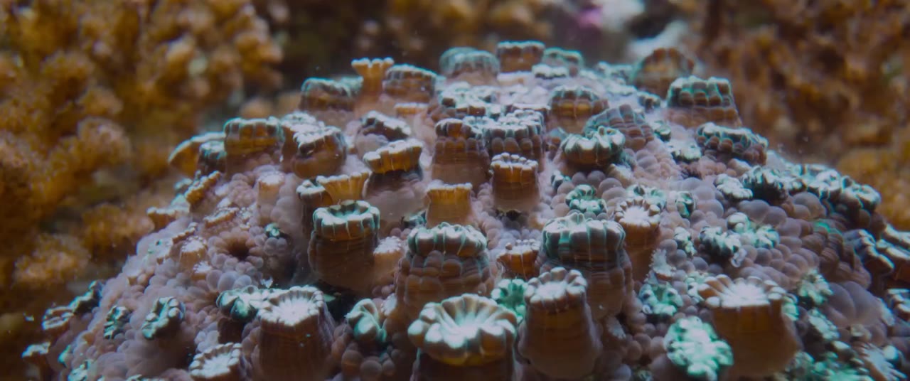 Ocean with David Attenborough - cảnh 1