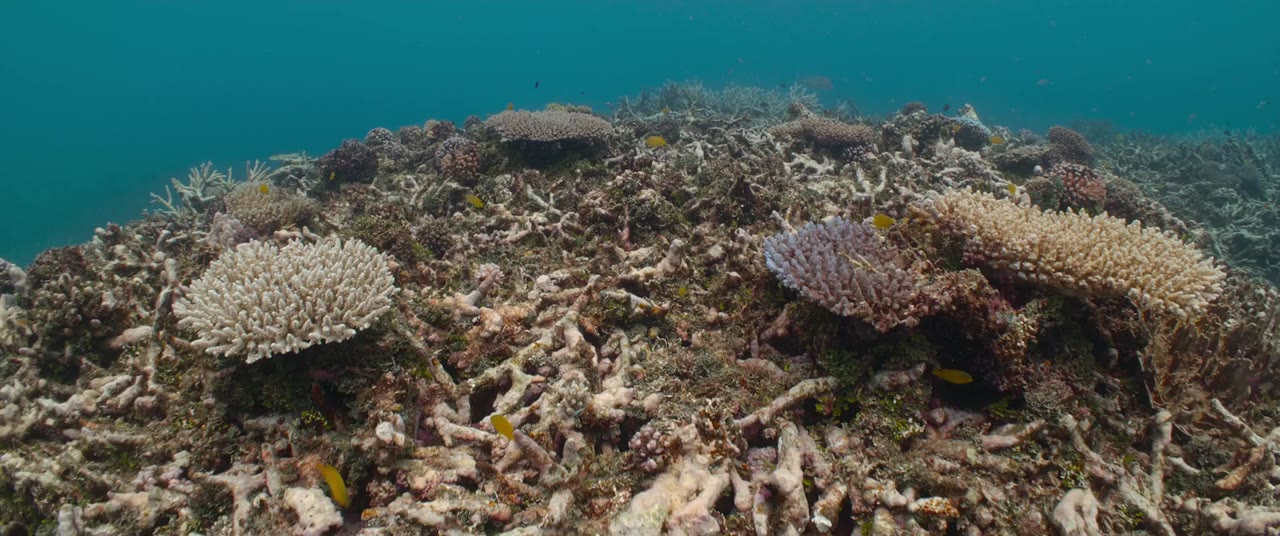Ocean with David Attenborough - cảnh 3